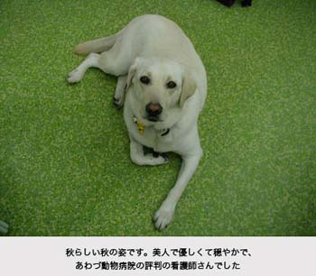 a06bijin-aki