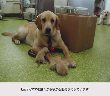 l09lucineko3